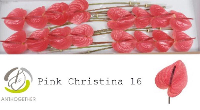 <h4>Anth A Pink Christina 11 cm X16 Spek Flowers</h4>