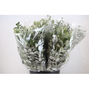 Pittosp Ralphi Leaves 200gr P Bunch