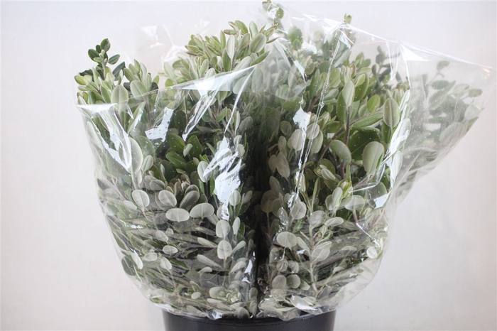 <h4>Pittosp Ralphi Leaves 200gr P Bunch</h4>