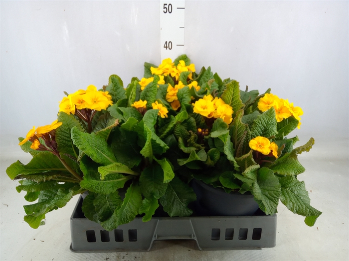 <h4>Primula elat. 'Sibel Goldgelb'</h4>