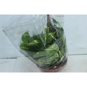 JIBOIA VERDE C21 PENDENTE
