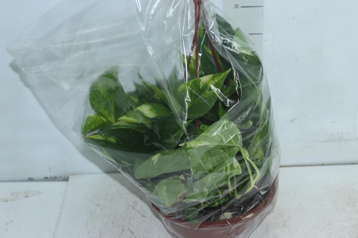 <h4>JIBOIA VERDE C21 PENDENTE</h4>