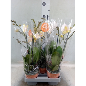 Phalaenopsis  'Bolgheri Lemon'