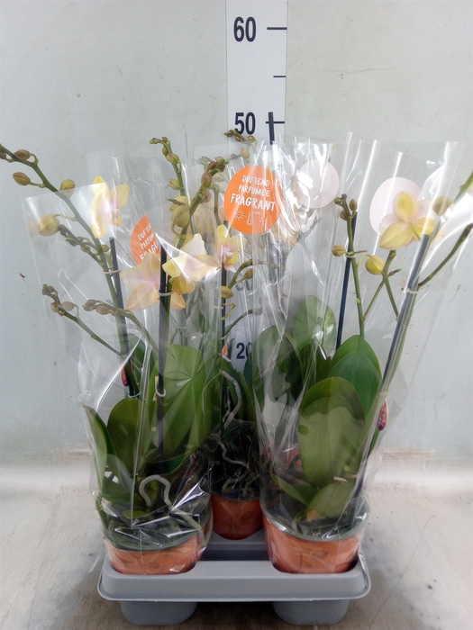 <h4>Phalaenopsis  'Bolgheri Lemon'</h4>