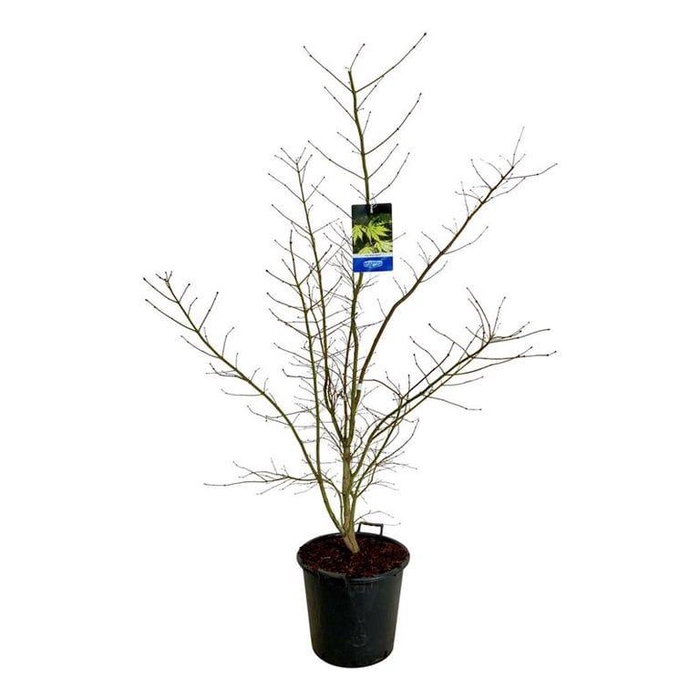 <h4>Acer Arctic Jade ®</h4>