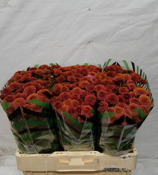 <h4>CHR SAN DORIA CHERRY</h4>
