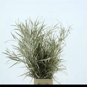 DECORGROEN KLB BS H%