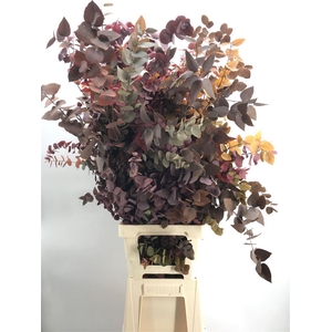 Dr Stuart Stab Herfst Xxl