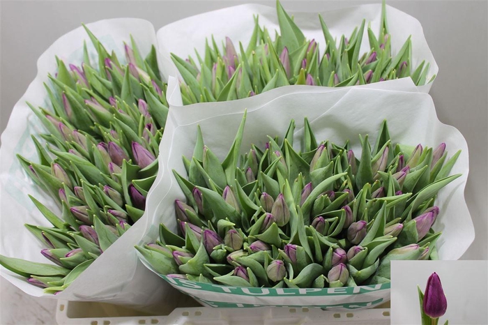 <h4>Tu En Purp Surprise</h4>