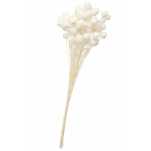 Dried Bleached Scabiosa