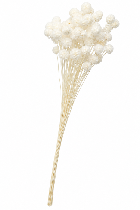 <h4>Dried Bleached Scabiosa</h4>