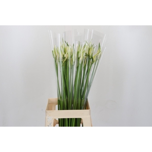 Nerine Like a Virgin