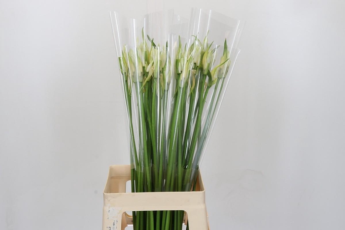 <h4>Nerine Like a Virgin</h4>