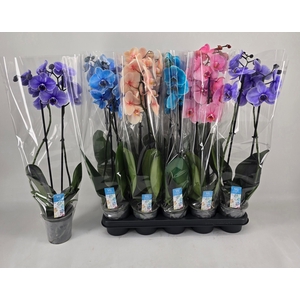 PHAL OV