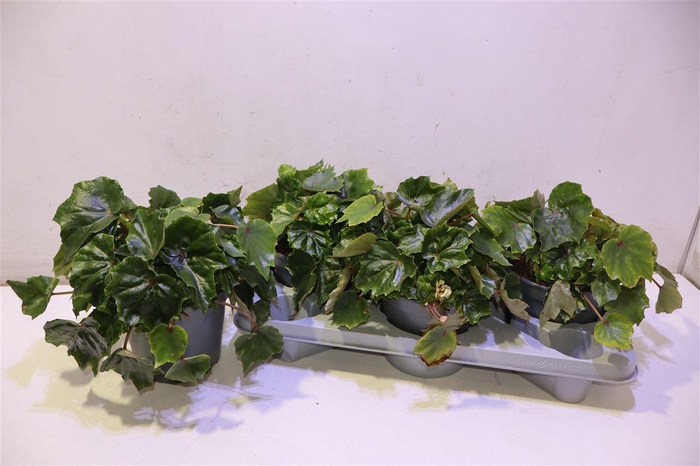 <h4>arr8 Beg Rubi Verde</h4>