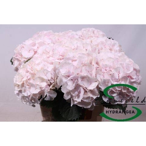 Hydrangea sweet verena