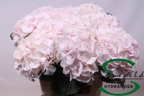 <h4>Hydrangea sweet verena</h4>