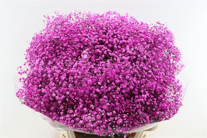 <h4>Gyps Pa. Pink Hot</h4>