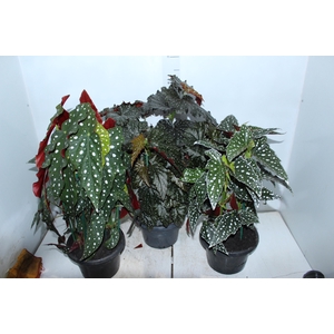 BEGONIA MACULATA P20 PO