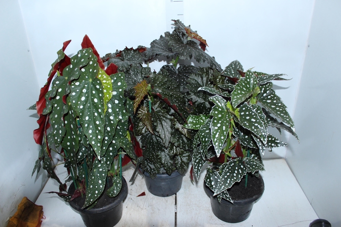 BEGONIA MACULATA P20 PO