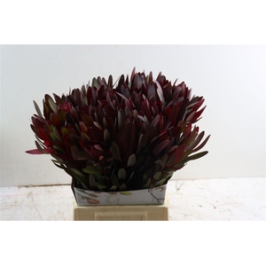 Leucad Safari Sunset 50cm