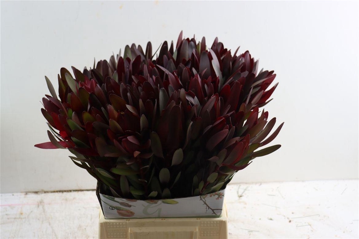 <h4>Leucad Safari Sunset 50cm</h4>