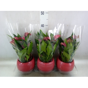 Anthurium andr. 'Pure Purple'