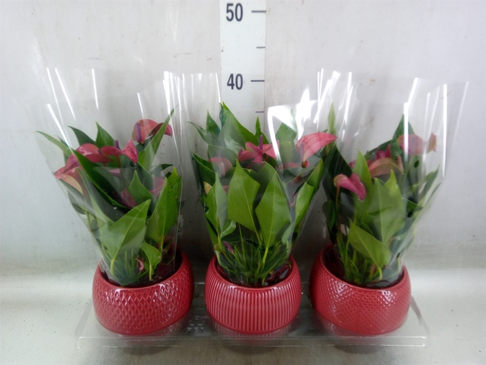 <h4>Anthurium andr. 'Pure Purple'</h4>