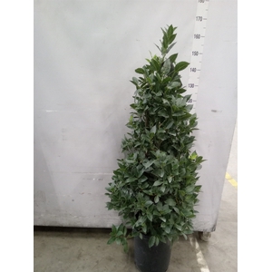 Laurus nobilis
