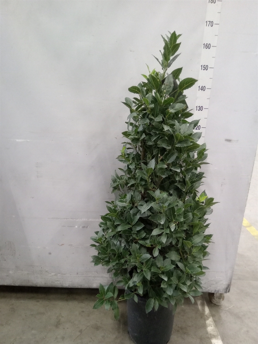<h4>Laurus nobilis</h4>
