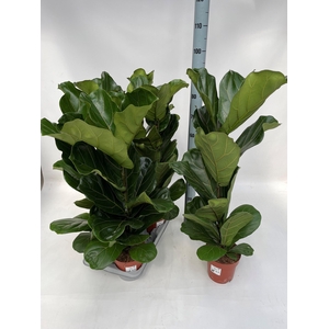 FICUS LYRATA