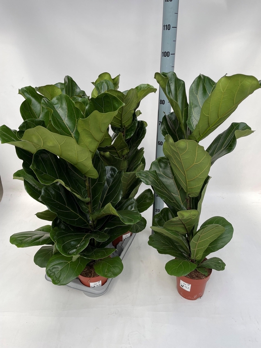 <h4>FICUS LYRATA</h4>