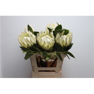 Protea cynaroides Arctic Ice
