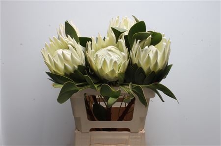 <h4>Protea cynaroides Arctic Ice</h4>