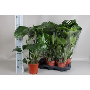 Monstera deliciosa 17Ø 70cm 4pp