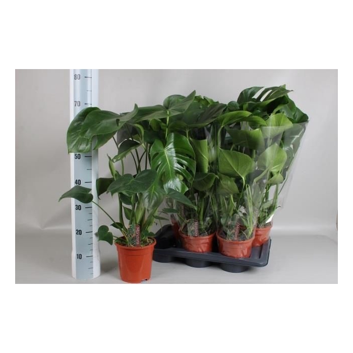 <h4>Monstera deliciosa 17Ø 70cm 4pp</h4>
