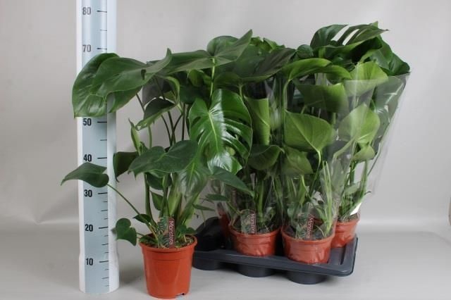 Monstera deliciosa 17Ø 70cm 4pp