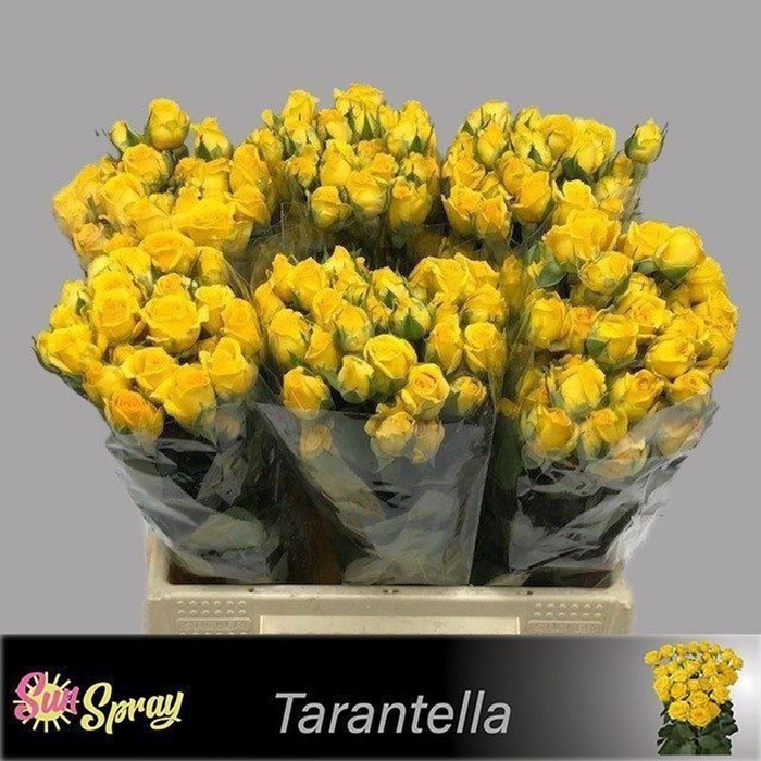 <h4>Rosa spray tarantella</h4>