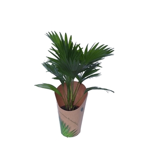 Livistona in potcover