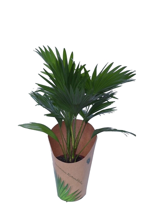 <h4>Livistona in potcover</h4>