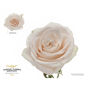 Rosa Premium Vendela