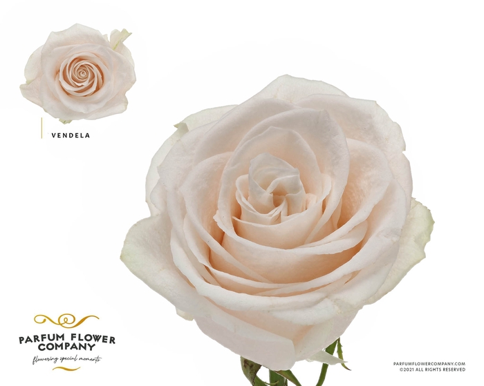 <h4>Rosa Premium Vendela</h4>