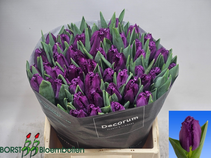 <h4>TU FR SAN CLEMENTE</h4>