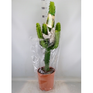 Euphorbia   ...