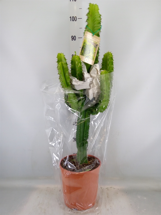 <h4>Euphorbia   ...</h4>