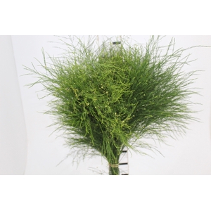 FOLHAGEM ASPARGO VASSOURINHA 070 CM
