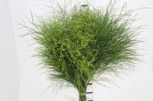<h4>FOLHAGEM ASPARGO VASSOURINHA 070 CM</h4>
