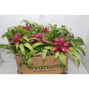 GUZMANIA VOILA P14