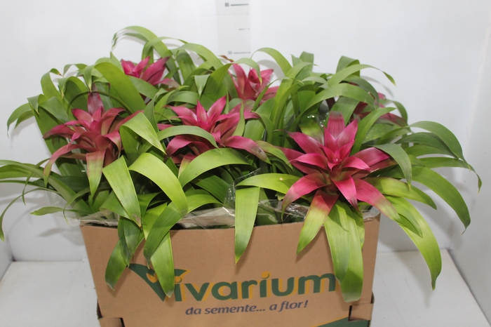 GUZMANIA VOILA P14