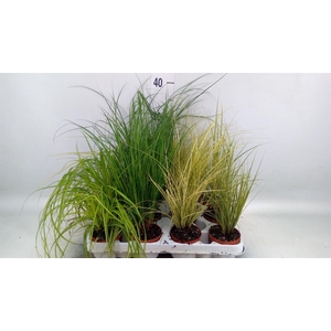 Carex   ...mix